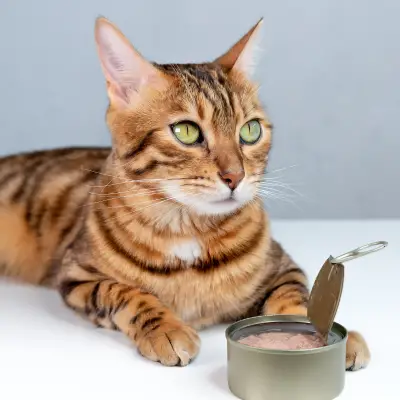 Catit - פתרונות חדשניים לחתולים לשגשוג יומי